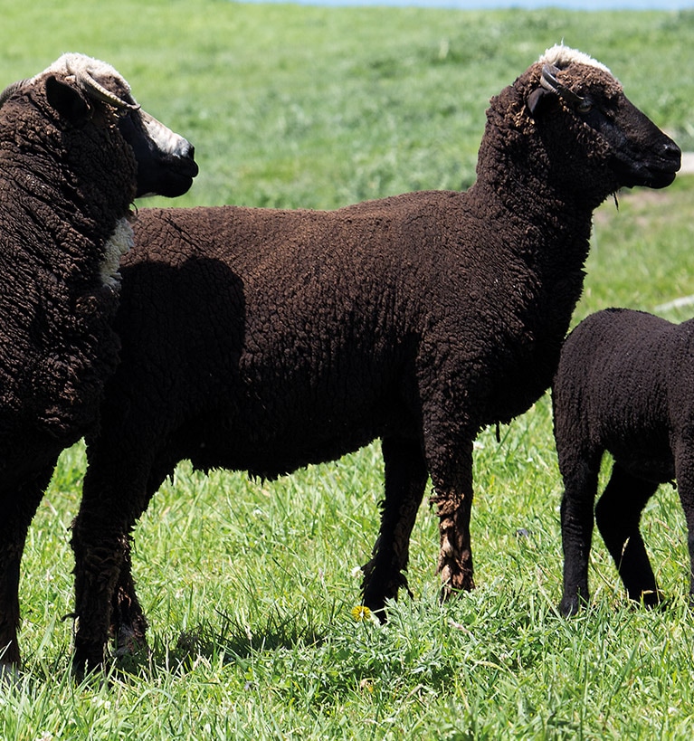 Family of black merino sheep.